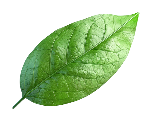 leaf3